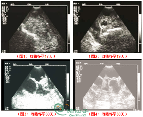 母猪怀孕各时期图像.jpg 母猪怀孕各时期图像.jpg
